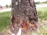 girdled ash tree